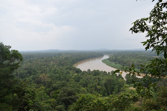 Borneo Wildlife