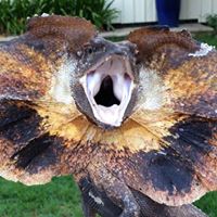 Anthony Johnson | Reptile Keeper, SA Quality Reptiles
