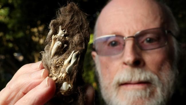 Graham Medlin | Subfossil Expert
