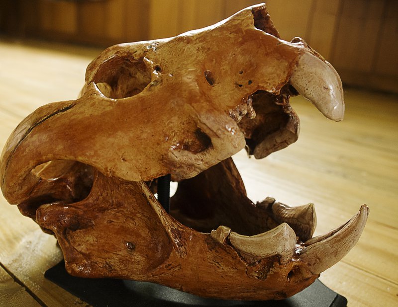 Dr. Aaron Camens | Paleontologist at Flinders University