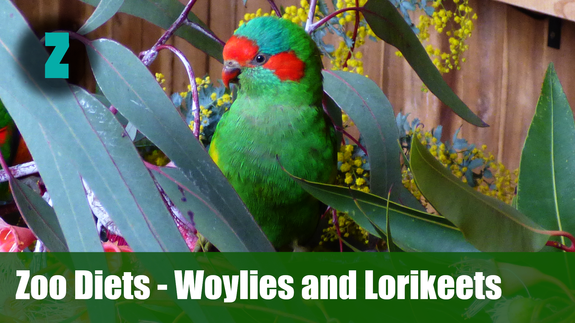 Zoo diets - Brush tail Bettongs and Lorikeets