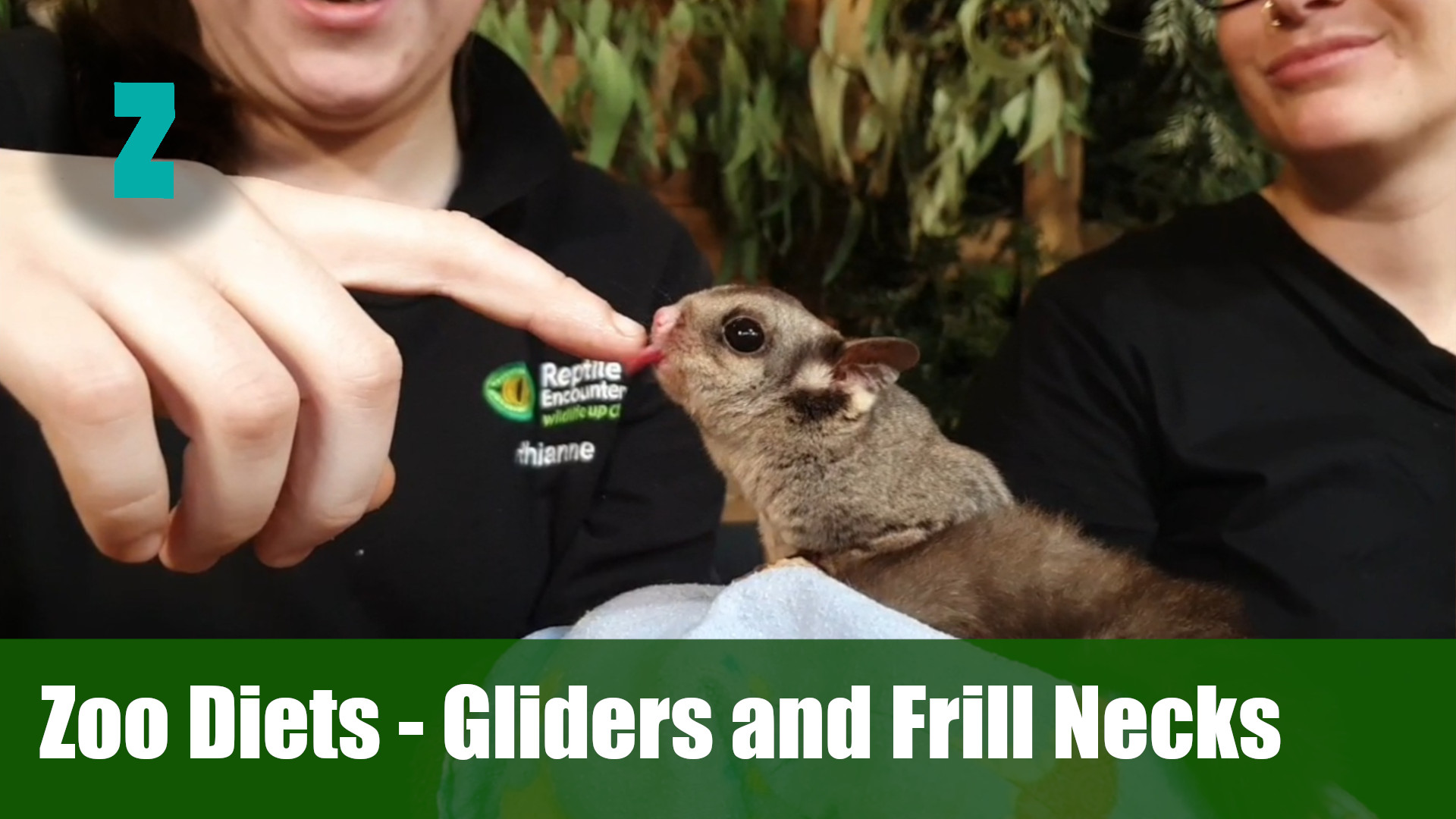 Zoo diets - Gliders and Frill Neck Lizards