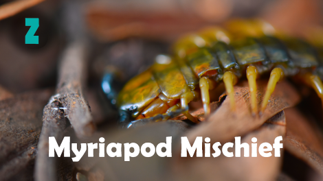 Myriapod Mischief