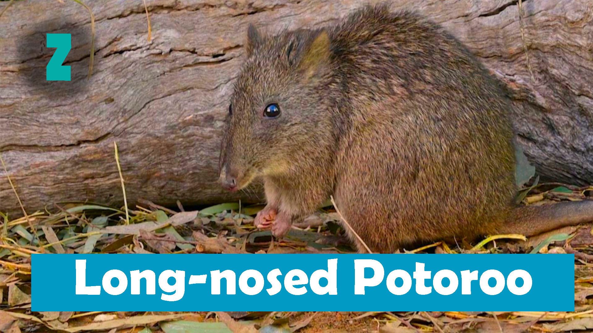 The Long Nosed Potoroo